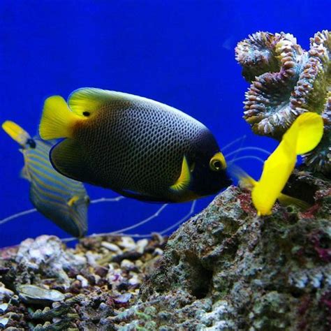 招財金魚|養魚招財，別在猶豫了！快把財神請進門